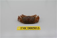 藏品(隆背大眼蟹)的圖片